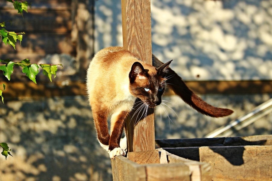 Sijamska maca stoji pored drvenog stuba