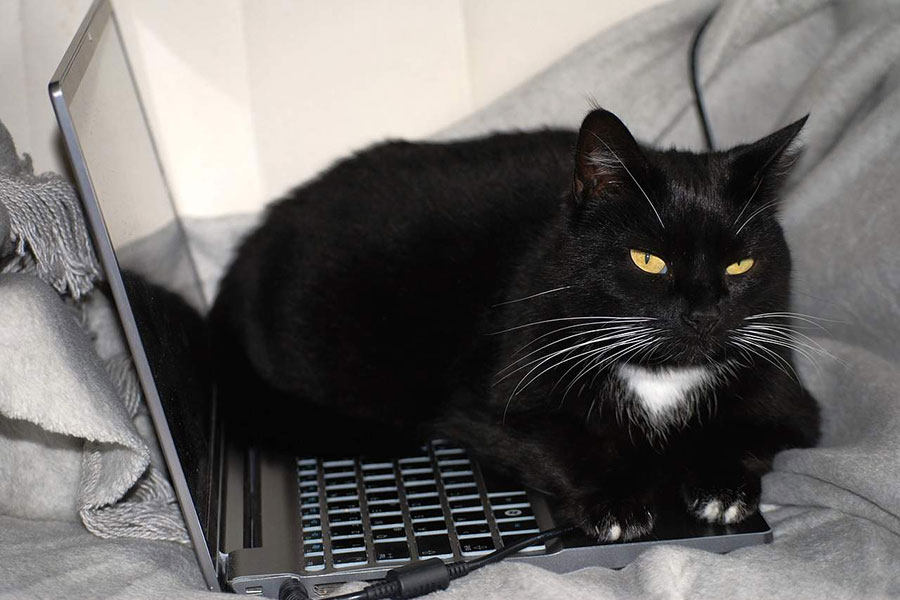 Crna mačka sa svijetlim očima leži na laptopu