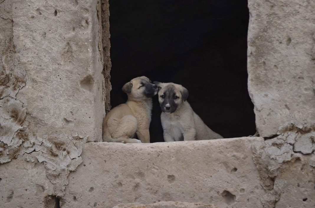 dva mala psa sjede na prozoru napuštene kuće