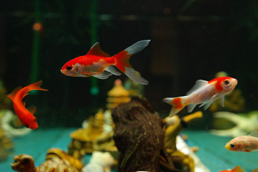 tri crveno - bijele ribice plivaju u akvarijumu