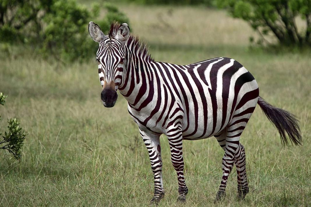 zebra stoji na zelenoj travi
