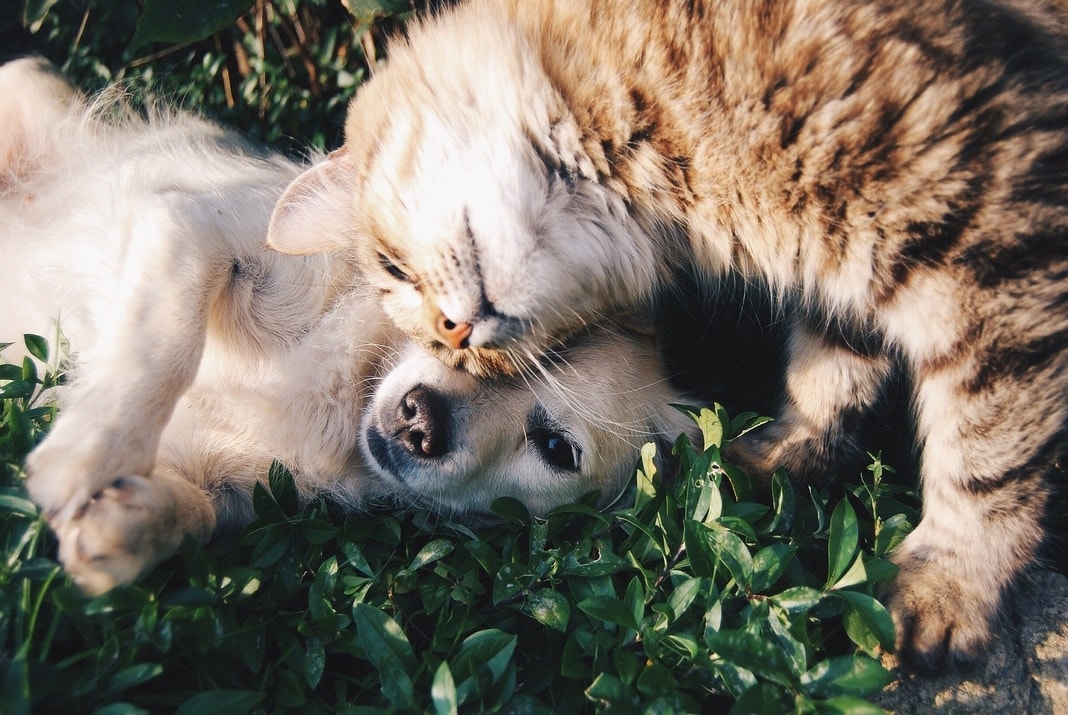 pas i mačka leže u travi