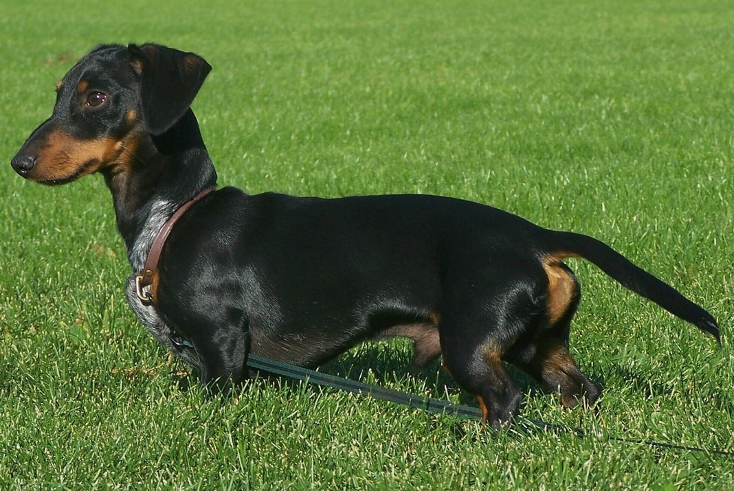 pas jazavičar stoji u travi