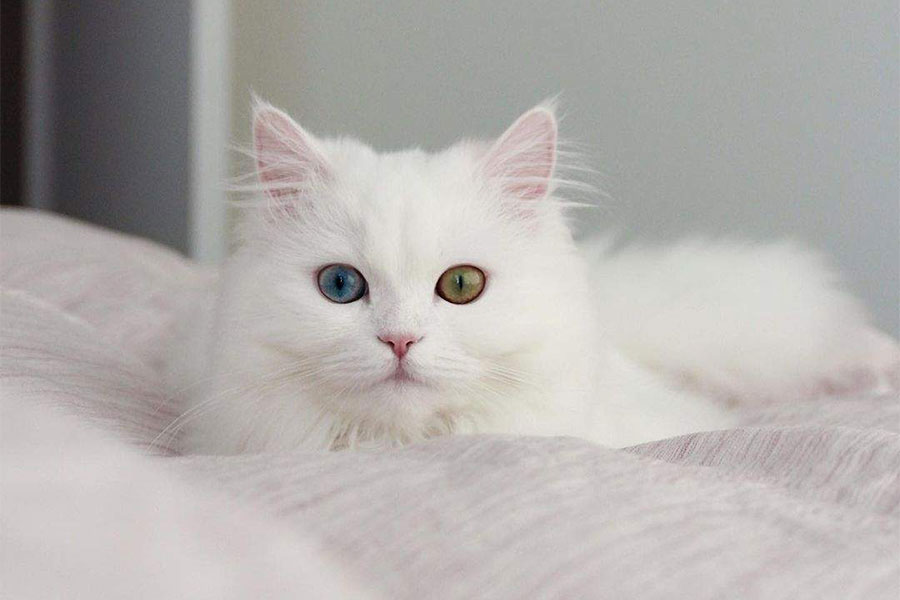 bijela persijska mačka leži na krevetu