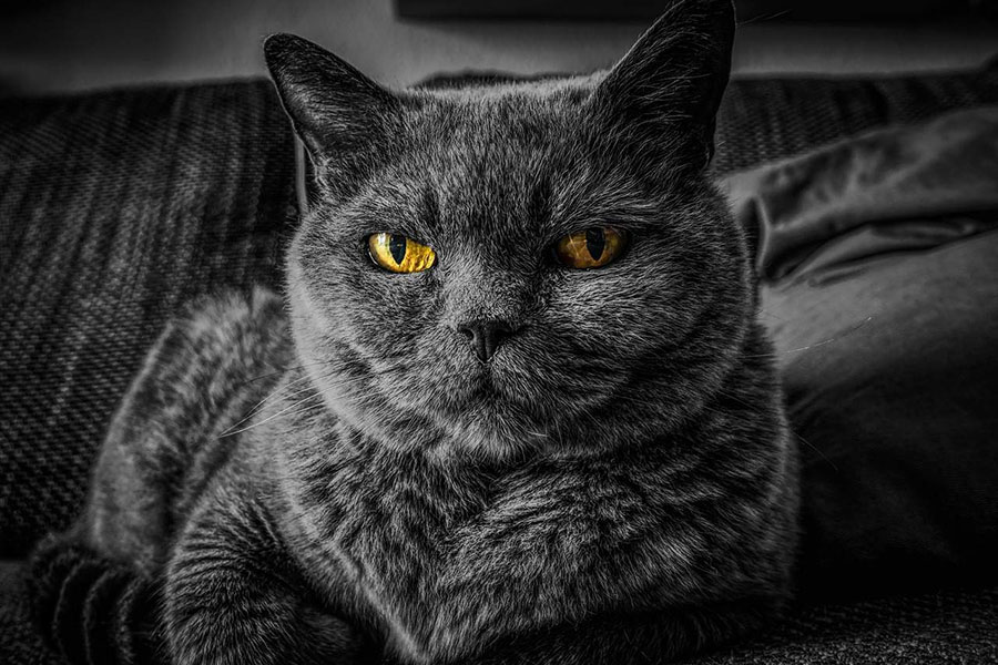 tamno siva mačka sa žutim očima leži na krevetu