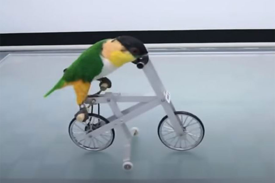 zeleno žuta ptica vozi bicikl