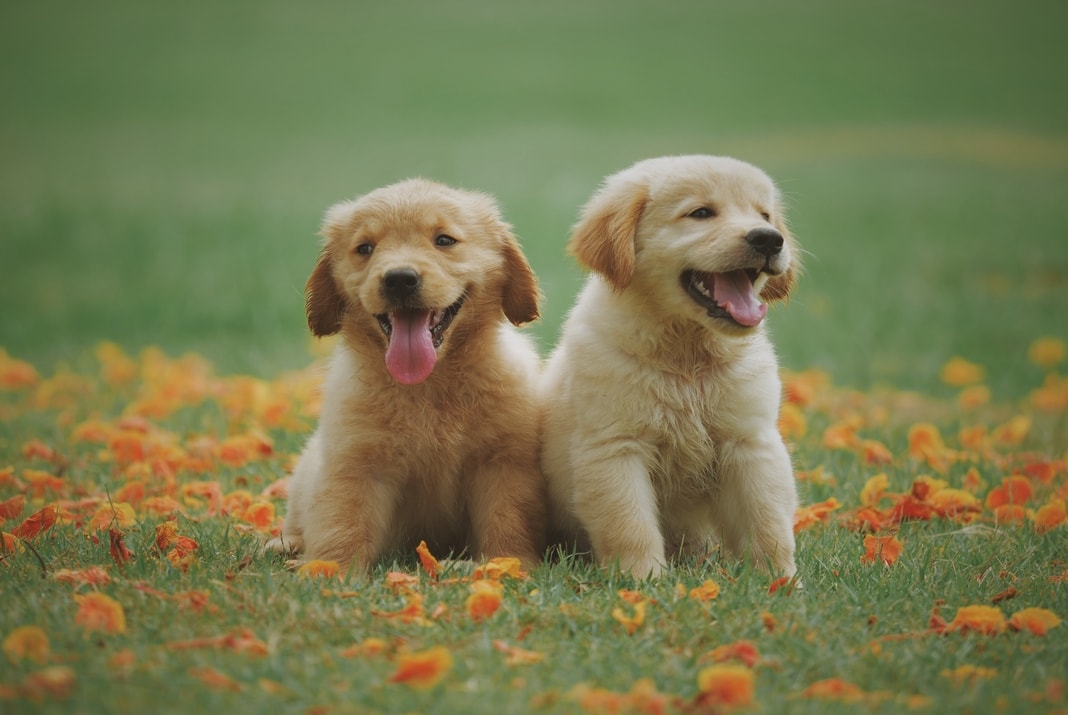 Dva šteneta u travi
