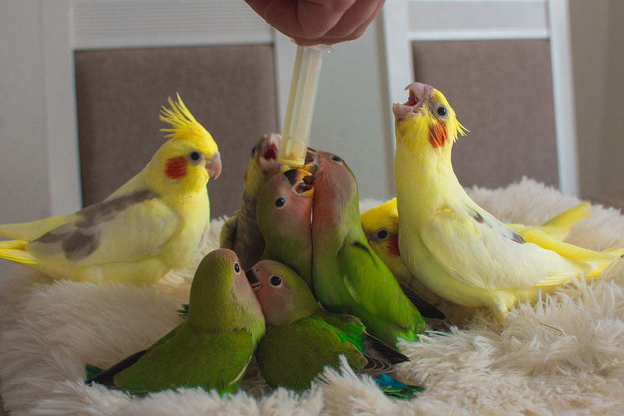 Zeleni i žuti papagaji - ručno hranjenje