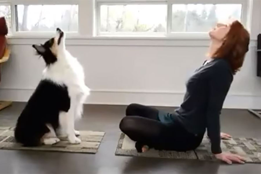 pas i žena rade jogu