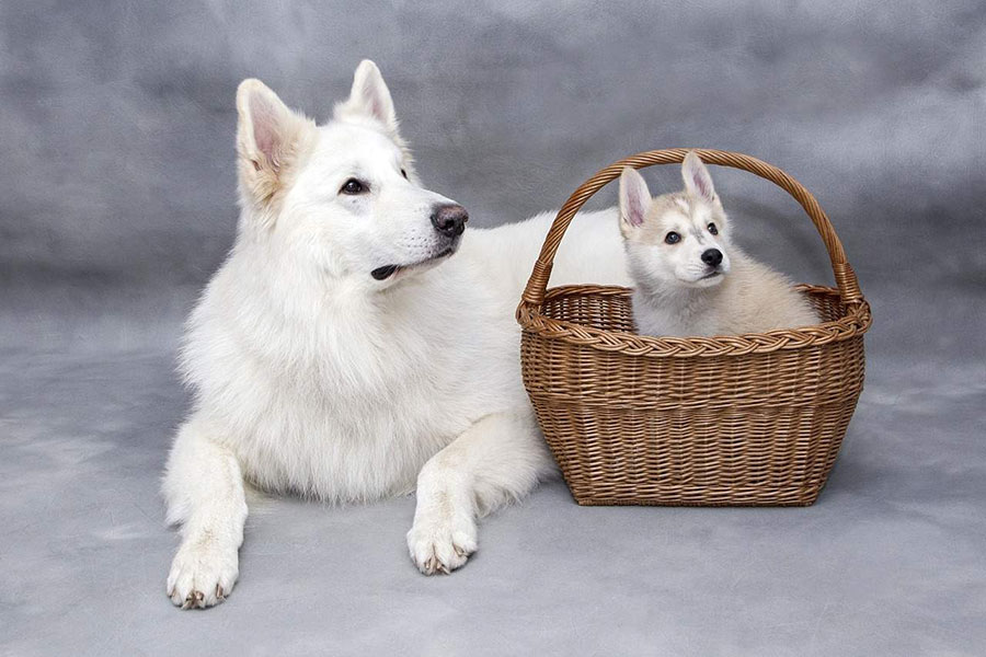 veliki bijeli pas leži a pored njega mali bijeli pas sjedi u kopri