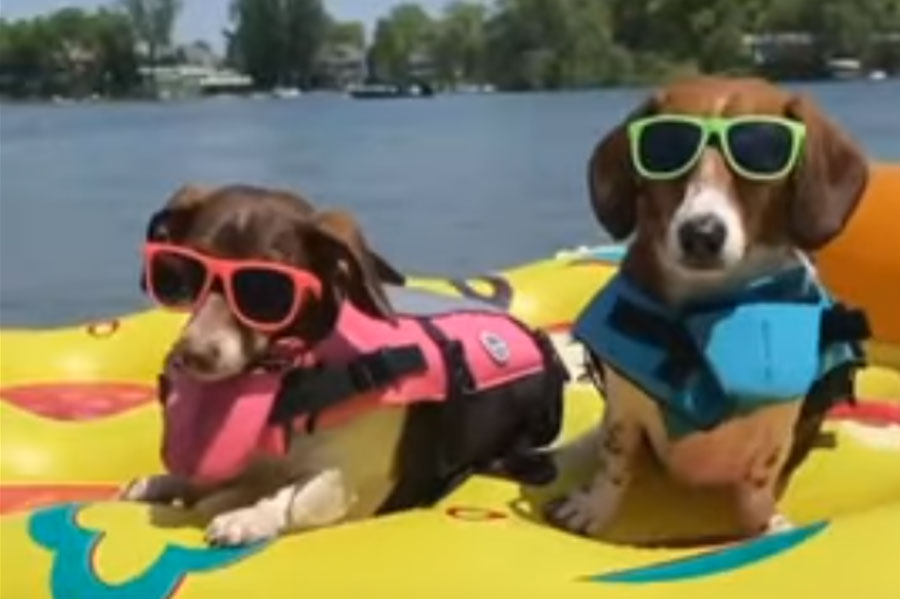 dva psa sa sunčanim naočarima na dušecima