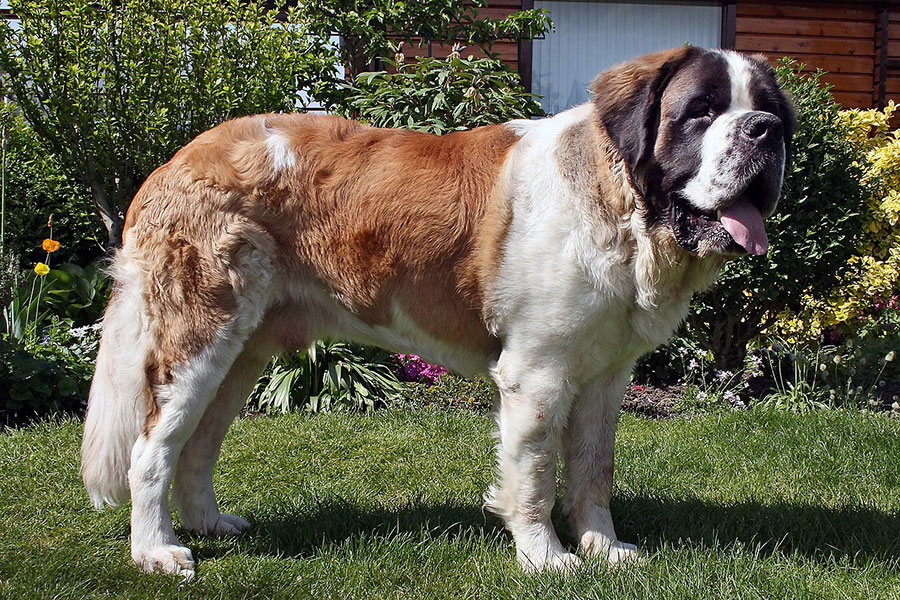 bernardinac najteže rase pasa veliki pas bernardinac stoji na travi