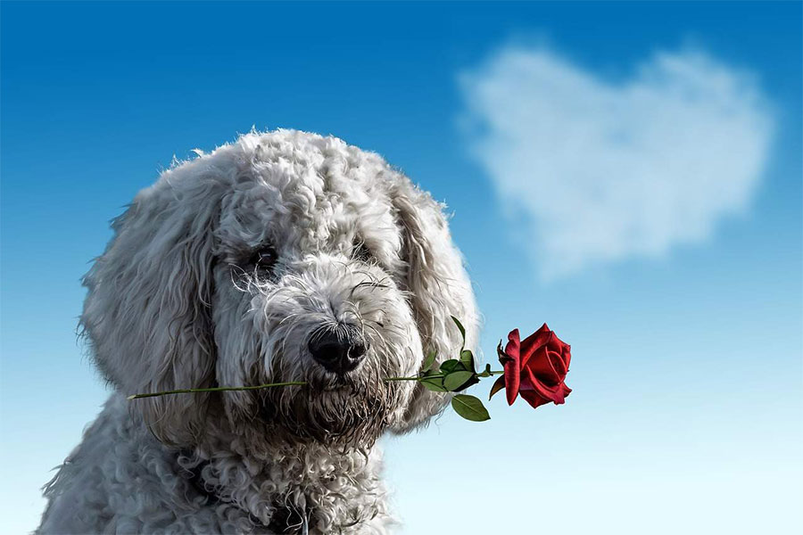 Bijeli pas drži crvenu ružu u ustima
