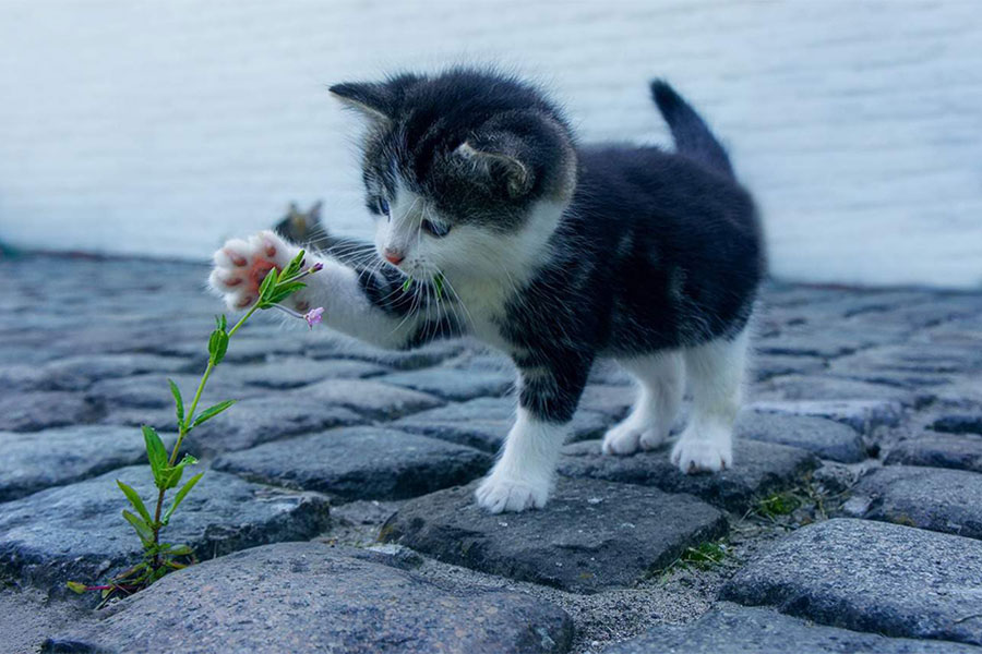 mačka šapicom dira cvijet