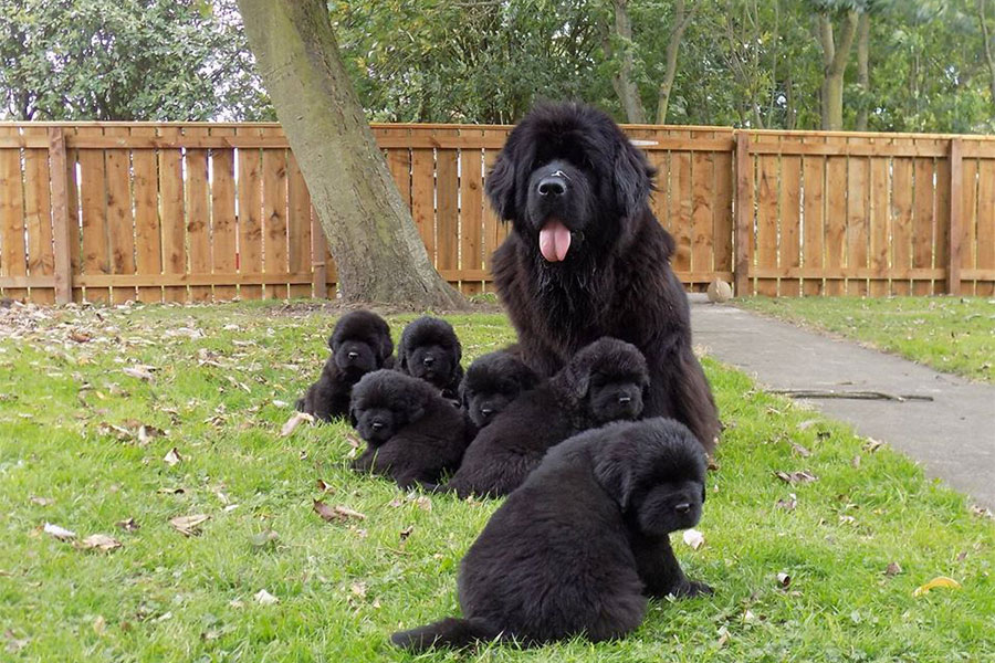 Veliki crni njufaundlender sa štencima