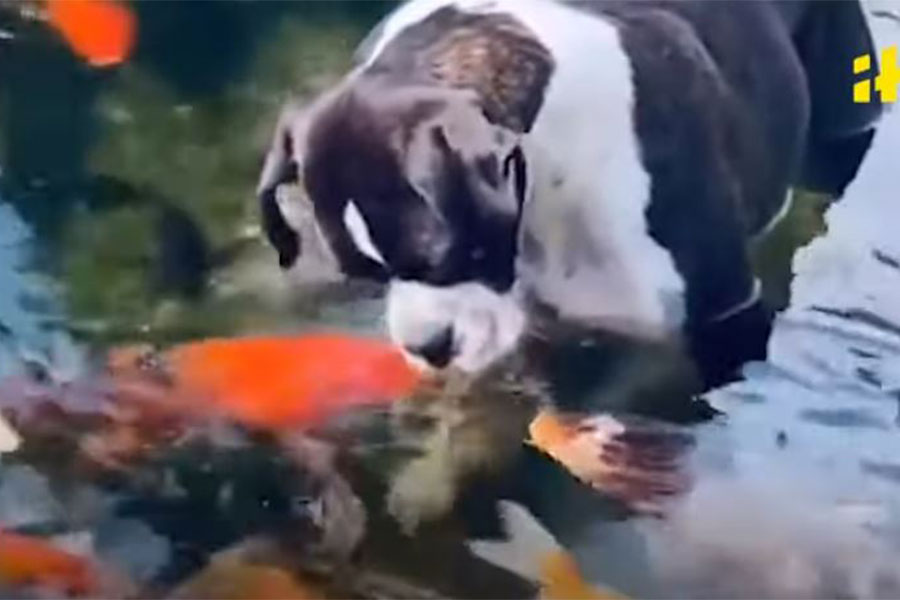 pas i ribe u ribnjaku