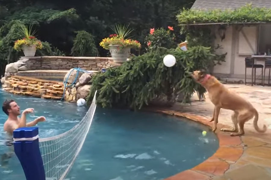 čovjek u bazenu i pas sa ivice bazena igraju odbojku