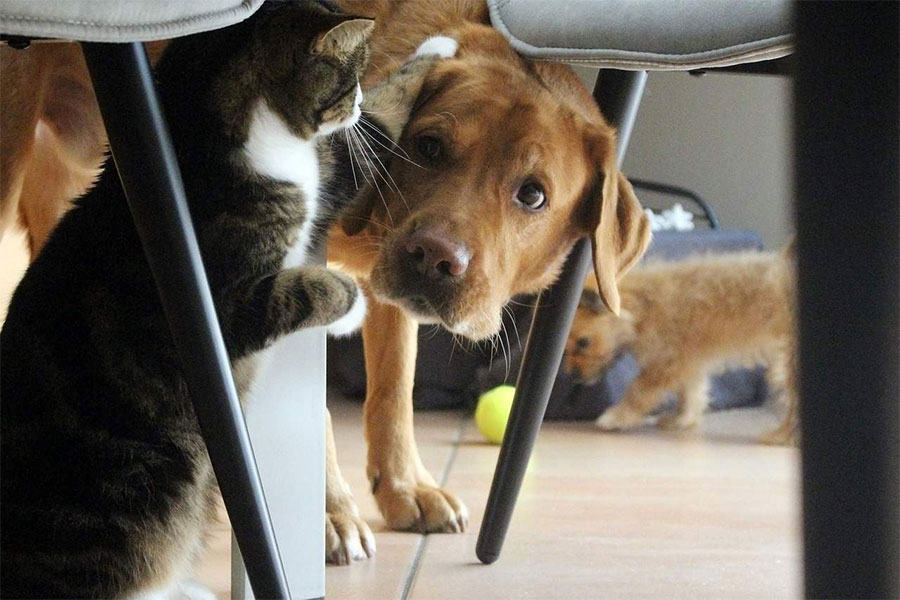 pas i mačka se kriju ispod stolica