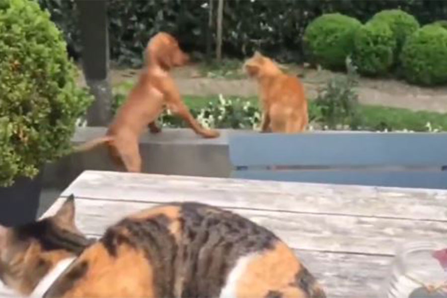 mačka brani psa od druge mačke