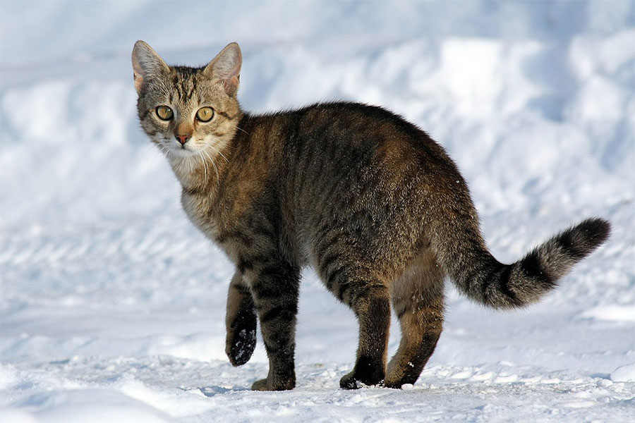 pruge mačaka - tabi mačka stoji na snijegu