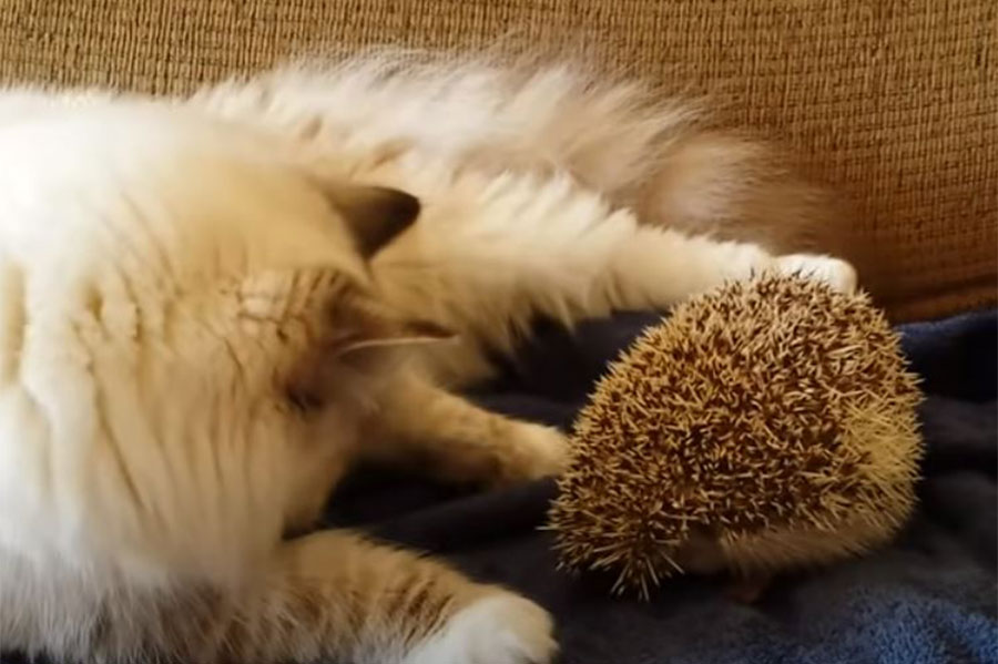 bijela mačka pokušava da dodirne ježa
