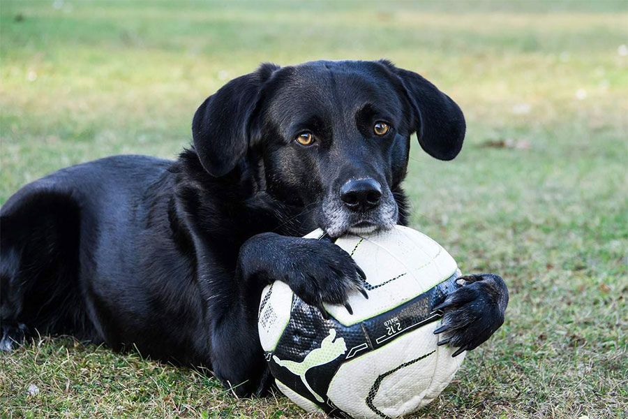 crni pas leži i grli fudbalsku loptu