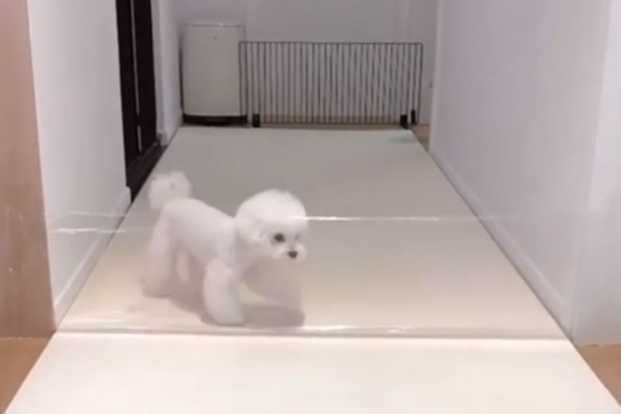 bijeli pas stoji ispred prepreke napravljene od prozirne folije- borba pasa sa preprekama