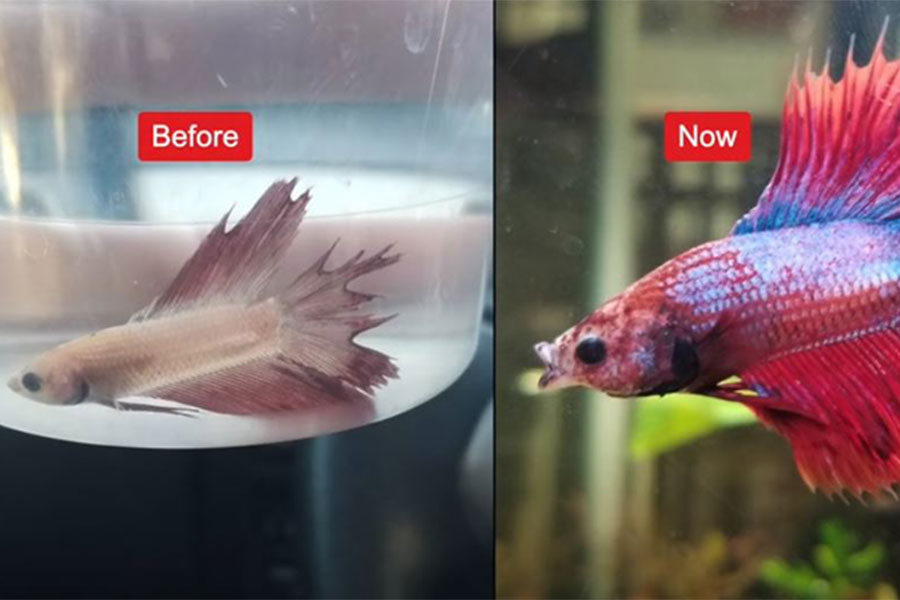 dvije slike ribice borac, na jednoj je kada je bila bolesna i blijeda i na drugoj zdrava