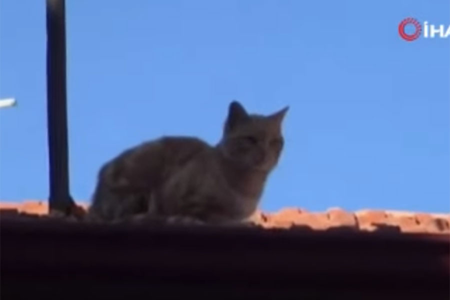 Mačak na krovu