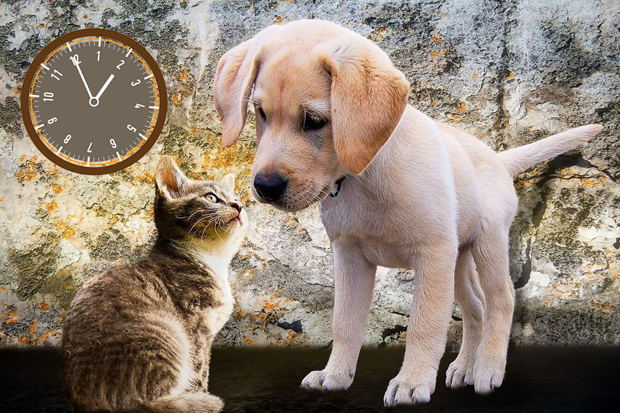 Kako pomjeranje sata utiče na ljubimce - sat iznad mačeta i šteneta