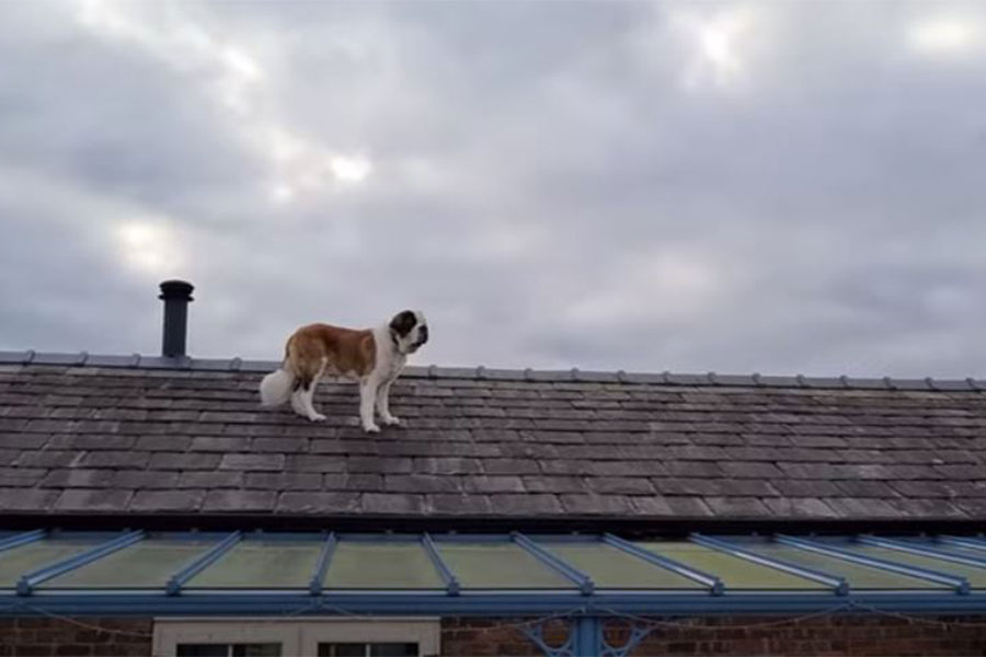 pas je na krovu - bernardinac šeta po krovu