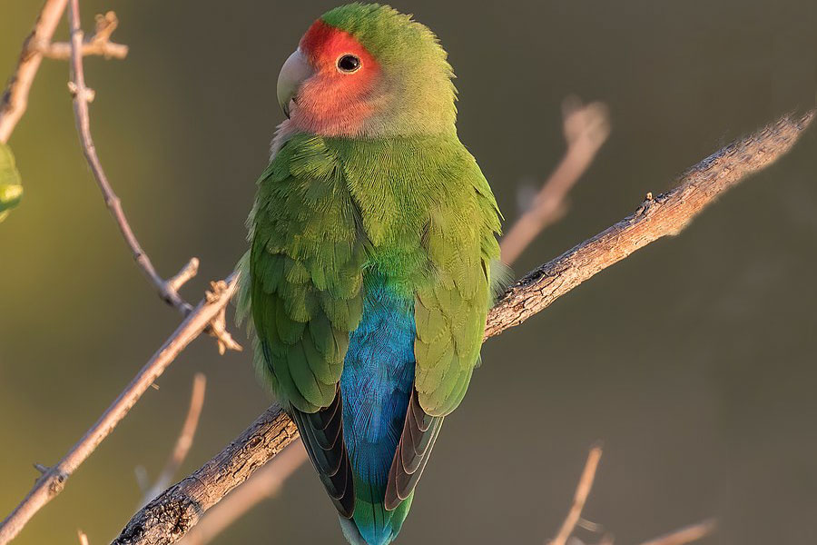 Rozenkolis - ptica sa perjem na kojem preovladava zelena boja