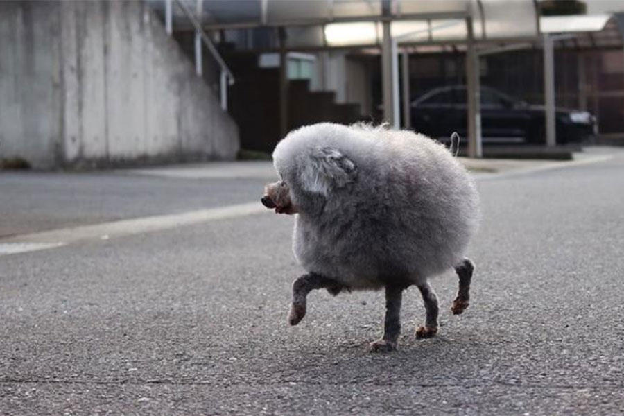 goma - pudla koja zbog frizure podsjeća na ovcu