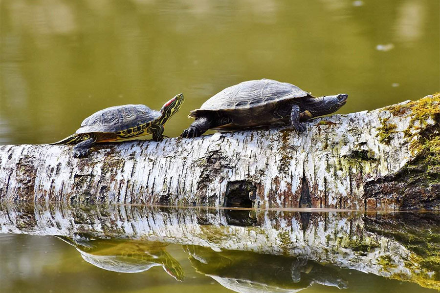 kornjača - dvije kornjače na deblu oborenom u vodi