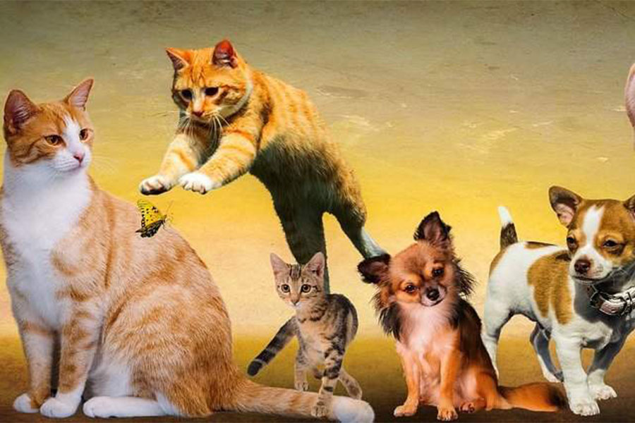 Dan prava životinja - psi i mačke
