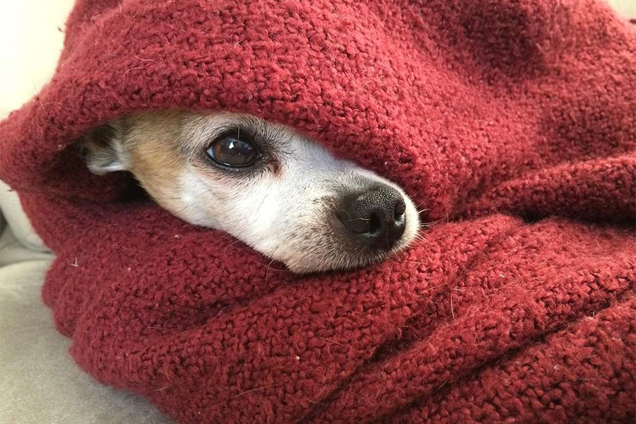uticaj pirotehnike na ljubimce - pas se skriva pod crvenim ćebetom