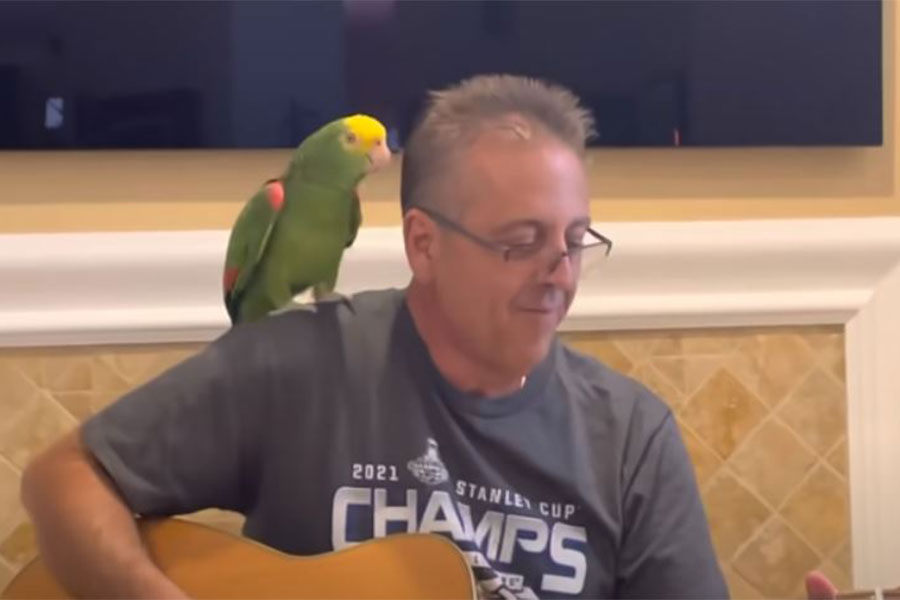 raspjevani papagaj - zeleni amazonski papagaj stoji na ramenu čovjeka koji svira gitaru