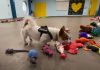 spaseni psi biraju igračke