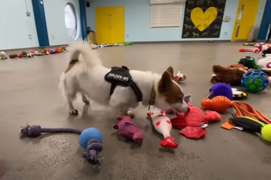 spaseni psi biraju igračke