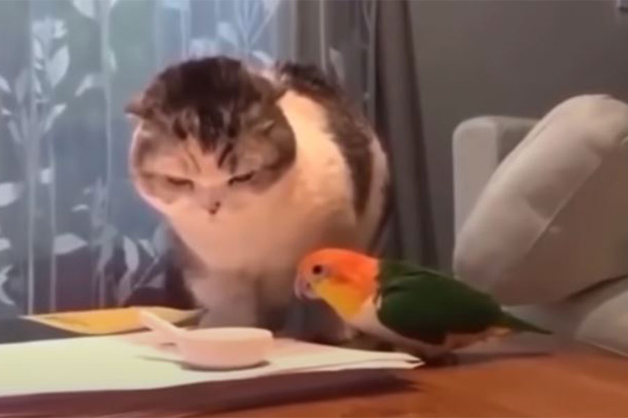 mačka i papagaj stoje na stolu