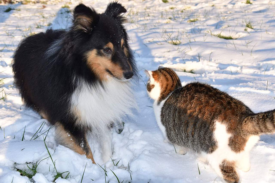 pas i mačka na snijegu