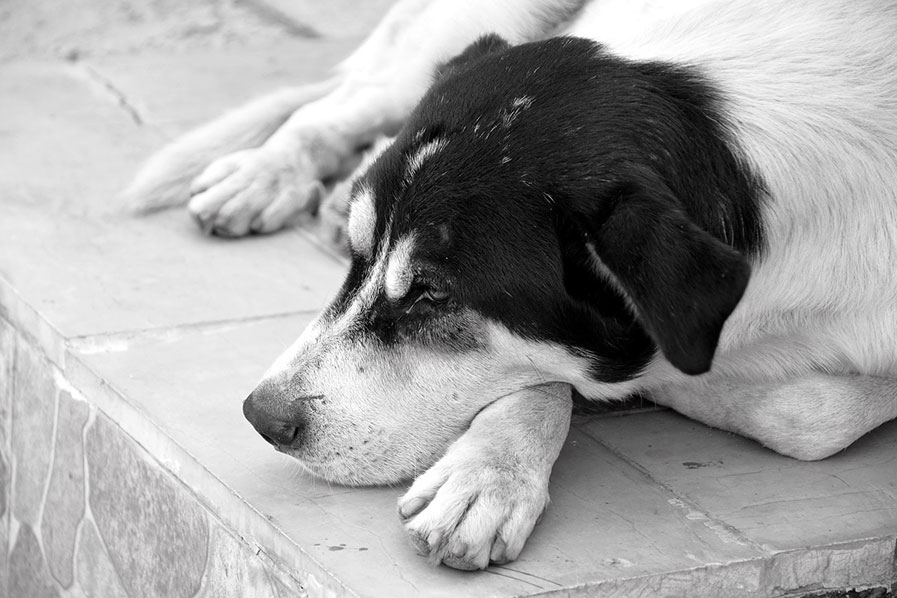 pas leži na trotoaru