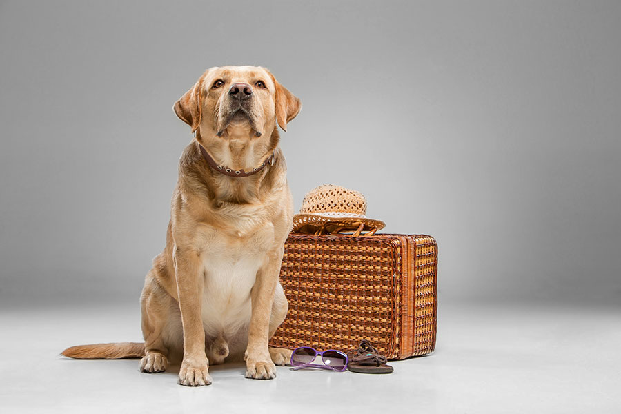 Pas pored kofera - spreman za putovanje