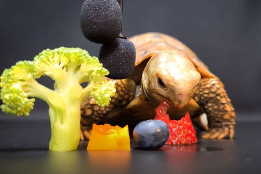kornjača jede