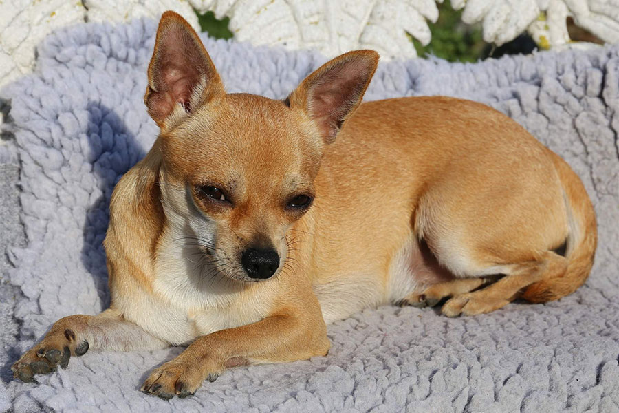 civava - najmanji pas koji otkriva drogu
