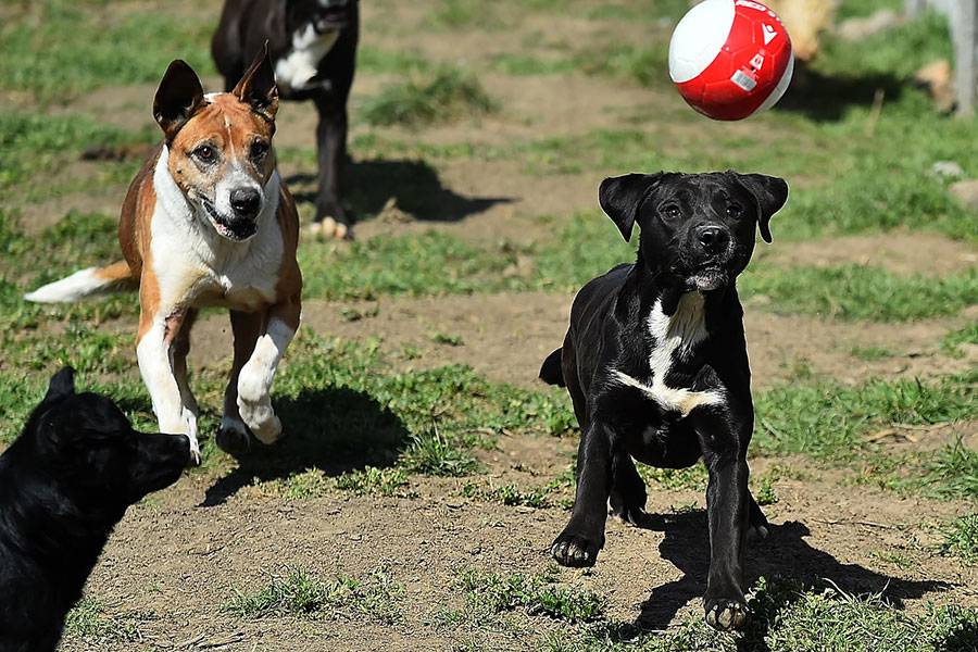 FK Crvena zvezda pomaže psima
