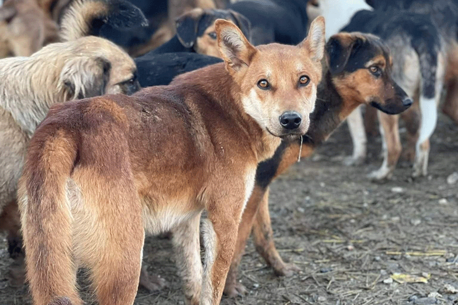 Psi u prihvatilištu u Prijedoru